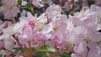 赏花vlog|最美四月海棠花|天津周恩来邓颖超纪念馆