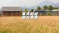 打卡湖北黄梅袁夫稻田，走进田间地头，一片片金色麦穗波浪起伏