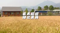 打卡湖北黄梅袁夫稻田，走进田间地头，一片片金色麦穗波浪起伏