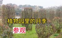 湖南省植物园里的月季，看看有哪些品种啊