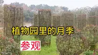 湖南省植物园里的月季，看看有哪些品种啊