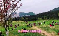 贵阳沙冲路药用植物园樱花开了，“樱你而美”