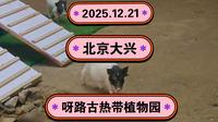 2025.12.21北京大兴《呀路古热带植物园》刺激！