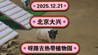 2025.12.21北京大兴《呀路古热带植物园》刺激！