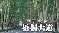 邀你行，南京清晨6点的梧桐大道，体验“一句梧桐美，种满南京城”的浪漫
