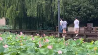 开封金明池遗址公园中的荷花超美，你有去拍照打卡了吗？