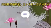 兴隆热带植物园200多种果木，