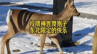 打卡牡丹江珍稀动物园！喂傻狍子的快乐谁懂啊