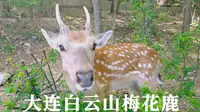 在大连｜在大连哪里可以看到野生梅花鹿？白云山山体公园值得一去！