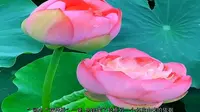 西湖双投桥的传说