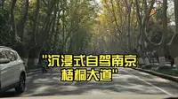 沉浸式自驾南京梧桐大道