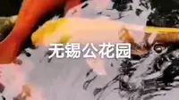 锦鲤/无锡公花园