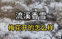 这样的流溪香雪♣专门去了三趟值得吗？#鬼少实拍#流溪河国家森林公园#流溪香雪#梅花实拍