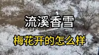 这样的流溪香雪♣专门去了三趟值得吗？#鬼少实拍#流溪河国家森林公园#流溪香雪#梅花实拍