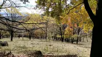 哈尔滨市阿城区森工平山鹿场～秋天啦～来山里走走～