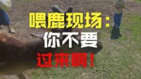 去喂鹿啦【平山鹿苑VLOG】