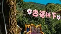 乌素图杏花谷，探访大青山下的杏林秘境