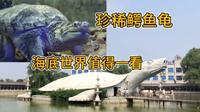 游石家庄平山巨龟苑海底世界，海洋生物真多，珍稀鳄鱼龟值得一看