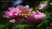 260410洛阳中国国花园