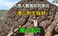 大理不来石宝山白来了，西南的小莫高窟，与野猴子玩一路，太值了