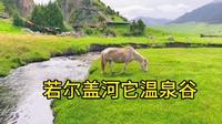 川西|若尔盖河它温泉谷草原上的白马王子