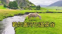 川西|若尔盖河它温泉谷草原上的白马王子