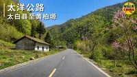 穿林入云，直抵秘境｜秦岭太洋公路S218太白至黄柏塬 - 4K