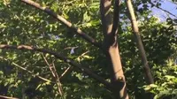 当海拔1200米的岚气漫过「天乙真庆宫」石坊，手机信号格彻底消失。倚着龙首石啜饮野茶，看云朵在香炉峰与飞升崖之间流转，忽然读懂「坐忘」真意。采药人竹篓里的黄精散