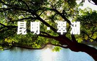 秋天的翠湖，总是泛着闪闪金光  昆明翠湖 · 岁月静好