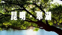 秋天的翠湖，总是泛着闪闪金光  昆明翠湖 · 岁月静好