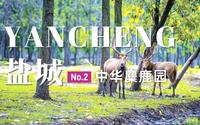 盐城旅行日记 | 国内哪些地方可以像奈良一样喂鹿？去中华麋鹿园！