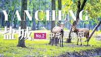 盐城旅行日记 | 国内哪些地方可以像奈良一样喂鹿？去中华麋鹿园！