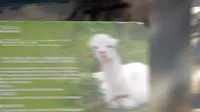 青岛森林野生动物世界    小动物乐园区