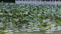 2023年南宁狮山公园荷花季