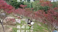 广州周边游 帽峰山的枫叶红了 周末可以带家人来感受秋冬的气氛 山上有停车