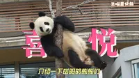 岳阳中华大熊猫苑今日正式开园了，认识一下从小到大排列的熊熊们，可以说要颜值有颜值，要小眼圈有愿愿，要整活可以看美熊熊们