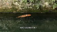 无锡天下第二泉有条鱼因胖成球而成功出圈