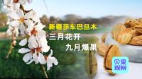 种植面积超90万亩！巴旦木花竞相绽放，助力莎车农民增收致富