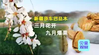 种植面积超90万亩！巴旦木花竞相绽放，助力莎车农民增收致富
