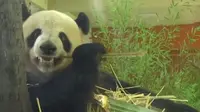 云南野生动物园保姆级游玩攻略，建议收藏参考（内含大熊猫青团制作过程、萌萌虎、社牛猴等等精彩内容）