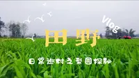 泉映梨花 自在清流