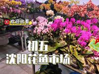 大年初五，沈阳北市花鱼市场，免费水族馆人不少