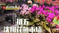 大年初五，沈阳北市花鱼市场，免费水族馆人不少