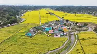 天福观光茶园4K