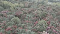 贵州毕节百里杜鹃——普底、金坡景区
