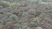 贵州毕节百里杜鹃——普底、金坡景区