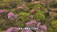 秦岭万亩野生紫荆花海！西安人去太平森林公园邂逅“花瀑同框”