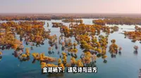 金湖杨下，遇见诗与远方