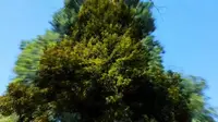 寨沙侗寨