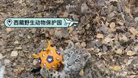 西藏野生动物保护园救助的三只小雪豹